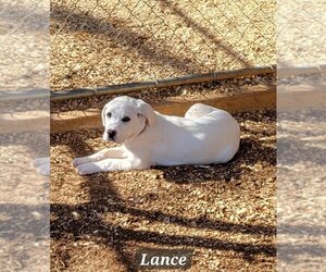 Labrador Retriever-Unknown Mix Dogs for adoption in Granbury, TX, USA