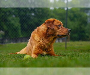 Retriever -Unknown Mix Dogs for adoption in Martinsburg, WV, USA
