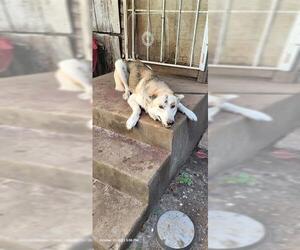 Huskies -Unknown Mix Dogs for adoption in San Antonio, TX, USA