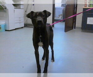 Labrador Retriever Dogs for adoption in Fayetteville, NC, USA