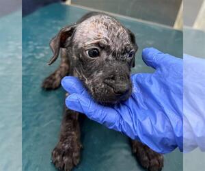 Mutt Dogs for adoption in Mobile, AL, USA