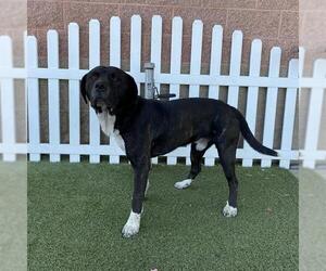 Mutt Dogs for adoption in Modesto, CA, USA