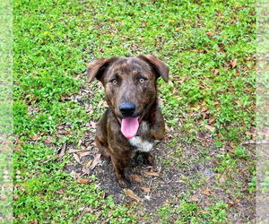 Labrador Retriever-Plott Hound Mix Dogs for adoption in Unionville, PA, USA