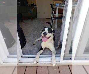 Borador Dogs for adoption in Southampton, NY, USA