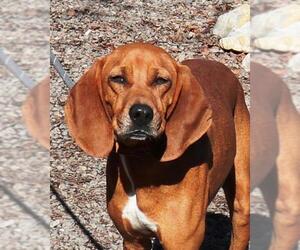 Redbone Coonhound Dogs for adoption in Marble, NC, USA