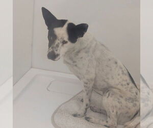 Mutt Dogs for adoption in Chico, CA, USA