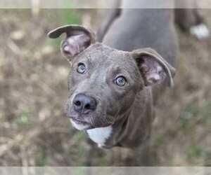 Blue Lacy-Unknown Mix Dogs for adoption in Anniston, AL, USA