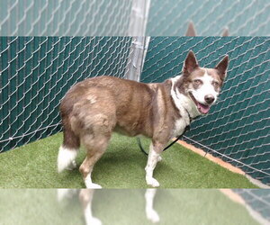Siberian Husky Dogs for adoption in Downey, CA, USA