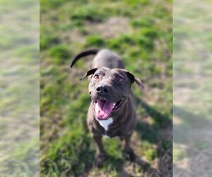 American Pit Bull Terrier-Unknown Mix Dogs for adoption in Fairfield, IL, USA
