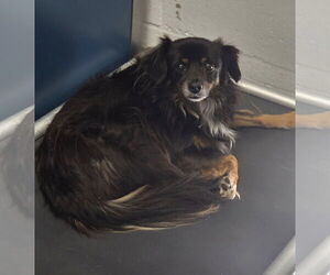 Colonial Cocker Spaniel Dogs for adoption in Arlington, WA, USA