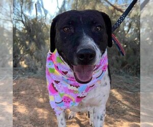Pointer-Unknown Mix Dogs for adoption in Seal Beach , CA, USA