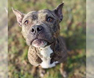 American Staffordshire Terrier Dogs for adoption in Riverwoods, IL, USA