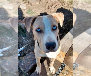 American Pit Bull Terrier-Huskies  Mix Dogs for adoption in Aurora, CO, USA