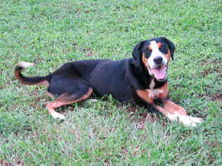 Small Greater Swiss Mountain Dog Mix