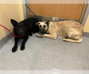 German Shepherd Dog Dogs for adoption in Orange, CA, USA