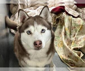 Siberian Husky Dogs for adoption in Orange, CA, USA