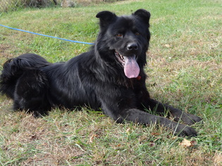 Chow Chow-Unknown Mix Dogs for adoption in Dublin, VA, USA