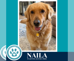 Golden Retriever-Unknown Mix Dogs for adoption in Kimberton, PA, USA