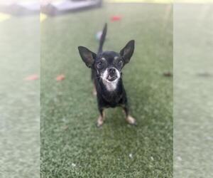 Chihuahua Dogs for adoption in Chula Vista, CA, USA