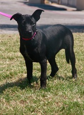 Small Labrador Retriever Mix