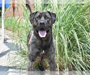 Presa Canario Dogs for adoption in Aurora, CO, USA