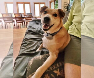 Mutt Dogs for adoption in Gilberts, IL, USA