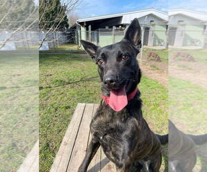 - Mix Dogs for adoption in Imlay City, MI, USA