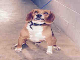 Beagle Dogs for adoption in Salisbury, NC, USA