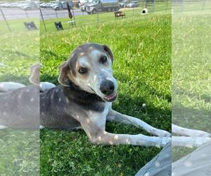 Coonhound-Unknown Mix Dogs for adoption in Rootstown, OH, USA