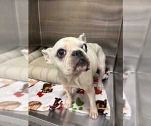 French Bulldog Dogs for adoption in Sugar Land, TX, USA