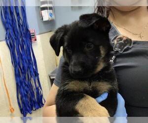 German Shepherd Dog-Unknown Mix Dogs for adoption in Riverside, CA, USA