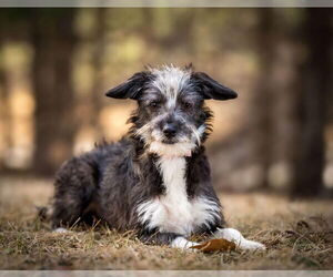 Mutt Dogs for adoption in Plymouth, MN, USA