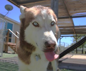 Siberian Husky Dogs for adoption in Alamogordo, NM, USA