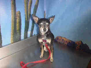 Chipin Dogs for adoption in Henderson, NV, USA