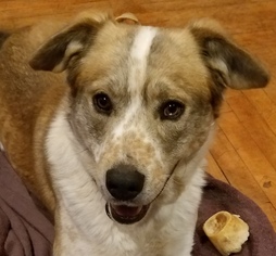 Small Collie-Great Pyrenees Mix