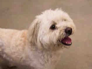 Havanese Dogs for adoption in Forestville, MD, USA