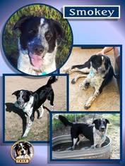 Borador Dogs for adoption in Malakoff, TX, USA