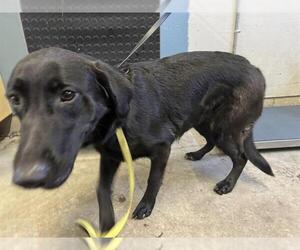 Medium Photo #1 Labrador Retriever-Unknown Mix Puppy For Sale in Camarillo, CA, USA
