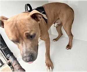 Mutt Dogs for adoption in Houston, TX, USA