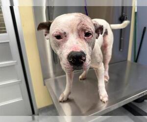 Mutt Dogs for adoption in Orange, CA, USA