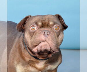 Bulldog Dogs for adoption in Pasadena, CA, USA