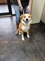 Pembroke Welsh Corgi Dogs for adoption in Oxford, MS, USA