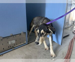 German Shorthaired Pointer-Unknown Mix Dogs for adoption in San Bernardino, CA, USA