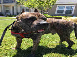 Mastiff Dogs for adoption in Alameda, CA, USA