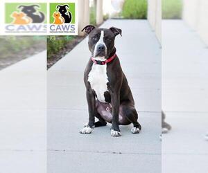 American Pit Bull Terrier Dogs for adoption in Salt Lake City, UT, USA