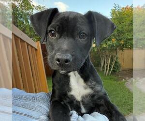 Chihuahua-Unknown Mix Dogs for adoption in San Diego, CA, USA