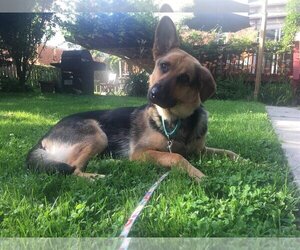 German Shepherd Dog Dogs for adoption in Stephens City, VA, USA