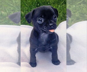 Chihuahua-Unknown Mix Dogs for adoption in Olalla, WA, USA