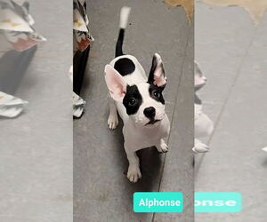 Medium Photo #1 American Pit Bull Terrier Puppy For Sale in Richmond, IN, USA