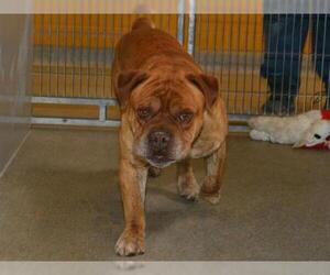Bulldog Dogs for adoption in West Valley, UT, USA